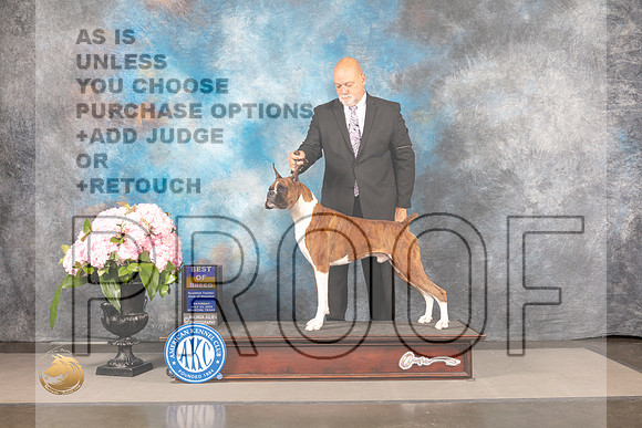 Boxer #53 SAR BOB Judge Ken Murray_MJ_8180_Houston_2022_HR3