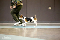 Rat Terrier Sat