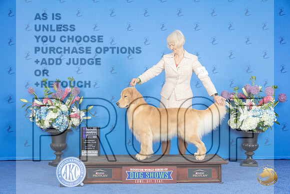 Golden Retriever #9 SUN WD NC Judge Sandra Lex__JP_0374_Houston_2024_HR3