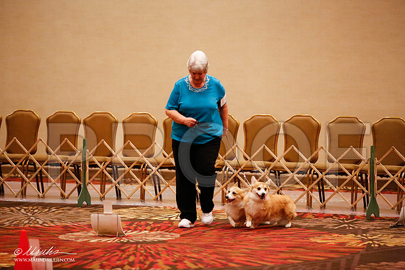 _JJ_7834-HstnCorgiFeb2015-HR3