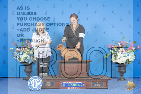 Norfolk Terrier #9 SUN G4 Judge Nancy Liebes__JP_0751_Houston_2024_HR3
