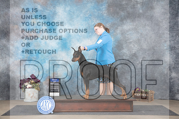 Doberman Pinscher #11 Sun BOW Judge Del Richards__JP_7757_Belton_2024_HR3