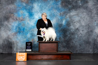 American Eskimo #Pistol LOTR