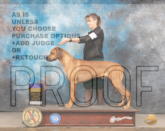 Rhodesian Ridgeback #9 Sun BOB Judge Del RichardsMMJ_5417_Mdlnd2022_HR3