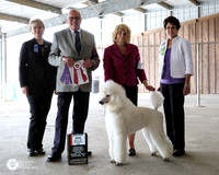 Poodle Standard #? Fri BOS Maj