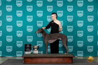 Greyhound #104 Wed BISS Judge Jennifer Landers