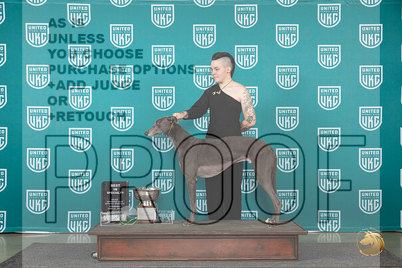 Greyhound #104 Wed BISS Judge Jennifer Landers__JP_0289_Premier_2024_HR3