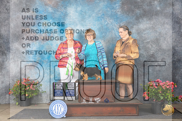 Norwich Terrier #18 Fri BBEBISweeps Judge Joan Eckert__JP_4103_San Antonio_2024_HR3
