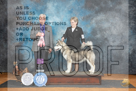 Alaskan Malamute #6 Sat PG1 Judge Robert Stein__JP_7766_MARSHALL_2024_HR3
