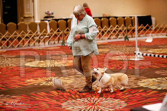 _JJ_7237-HstnCorgiFeb2015-HR3