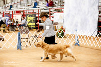 Golden Retriever Sun Ring