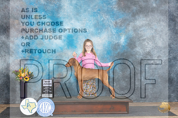 Vizsla #J401 Sun BJr Judge Edy Dykstra-Blum__JP_0036_Abilene_2024_HR3