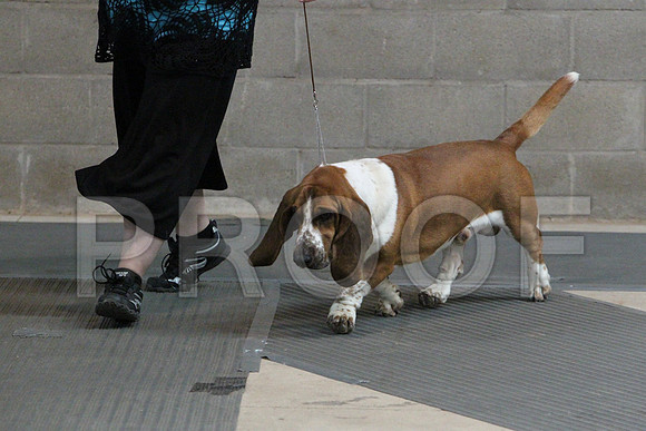 BassetCCL_3209LR