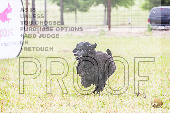 Poodle Std Misty Sat 1_JJL_1020_BatesvilleMS_2024_HR3