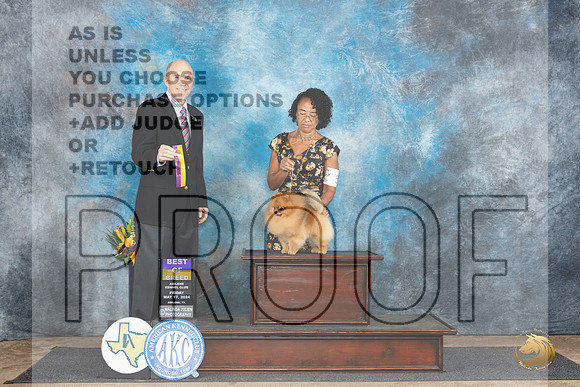 Pomeranian #5 Fri BOB Judge Larry Abbott__JP_9276_Abilene_2024_HR3