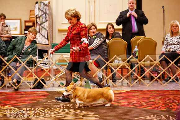_JJ_0461-HstnCorgiFeb2015-HR3