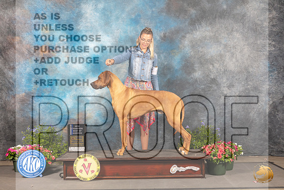 Rhodesian Ridgeback #17 Thur BOWNCh Judge Anne Bolus_MJ_0042_SA_2022_HR3
