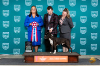 American Pit Bull Terrier #124 Sat1 VBIS Judge Valerie Piltz