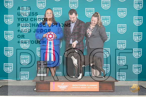 American Pit Bull Terrier #124 Sat1 VBIS Judge Valerie Piltz__JP_6500e_BatesvilleMS_2024_HR3