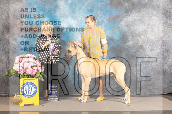Great Dane #7 THUR WD BOW NCH Judge Karen McFarlane_MJ_3626_Houston_2022_HR3