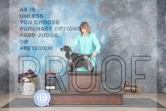 English Cocker Spaniel #6 BOWBOSNCH Judge Joan Liebes__JP_7665_Belton_2024_HR3