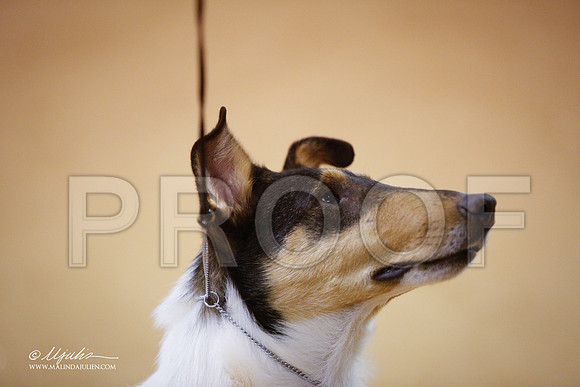 CollieS-3827-GRJan14-HR