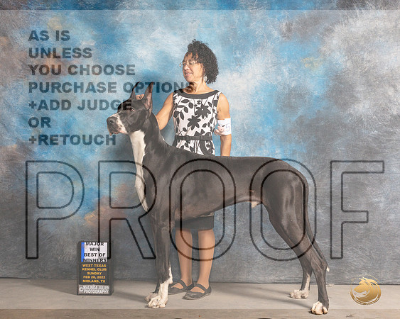 Great Dane #23 BOWWD Judge Gary AndersenMMJ_5050_Mdlnd2022_HR3