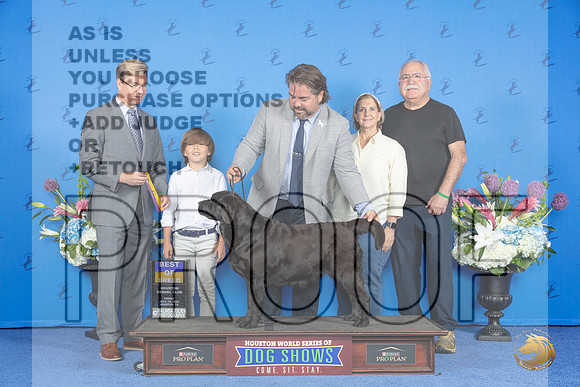 Labrador Retriever #36 FRI BOB Judge Douglas Johnson__JP_8874_Houston_2024_HR3