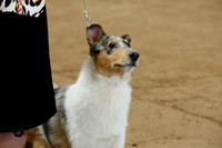 6-9 month Puppy Dog Smooth Sat Ring