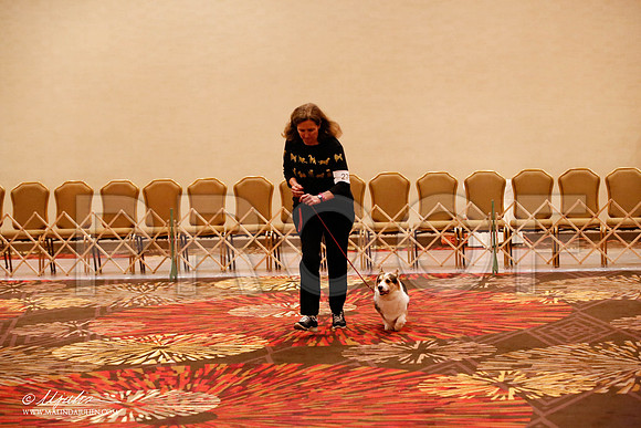 _JJ_8235-HstnCorgiFeb2015-HR3