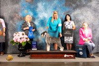 Schnauzer Std #17 Thur G1 Judge Karen McFarlane