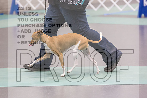 Italian Greyhound Sat Ring_JJL_0810_UKCLNGVIEWOCT2024_2024_HR3