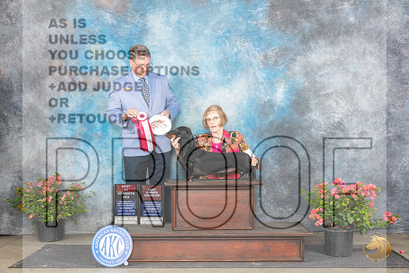 Dachshund Smooth #15 Sat BOSOHBOB Judge Kenneth L Hagmueller__JP_4862_San Antonio_2024_HR3