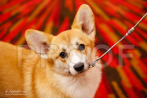 _JJ_9797-HstnCorgiFeb2015-HR3