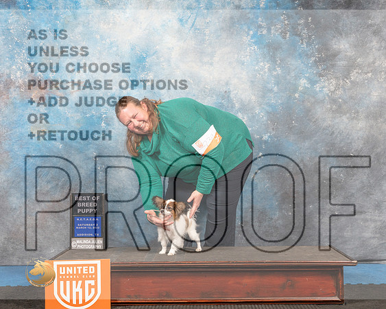 Papillon#? Sat2 BPup Judge David Arthur_MMJ_6449_Addison2022_HR3