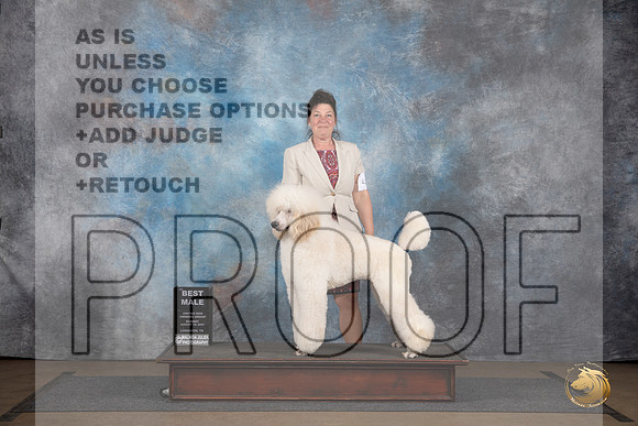 Poodle Standard #435 BM Judge Brenda Landers__JP_3107_LongviewTX_2024_HR3
