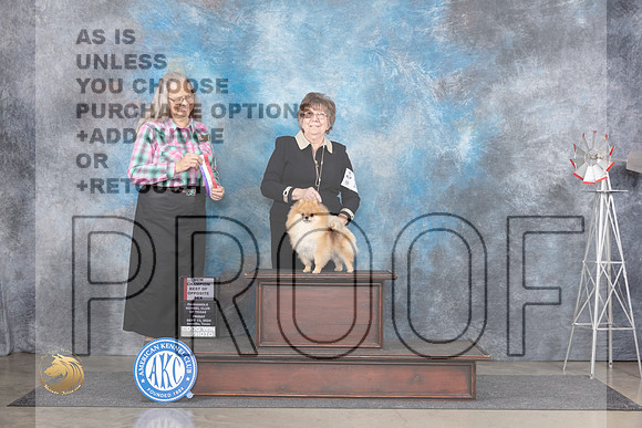 Pomeranian #10 Fri WBBOSCH Judge Denise Dean__JP_5334_Amarillo_2024_HR3