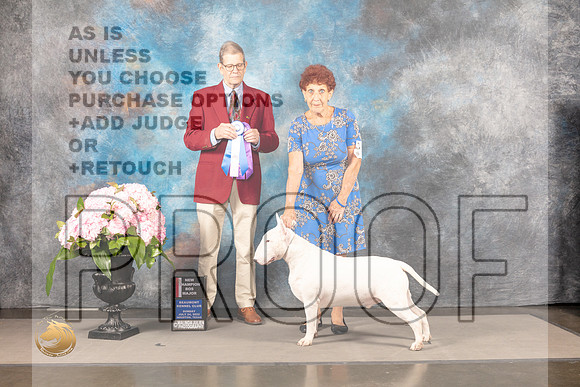 Bull Terrier White #? SUN BOW Judge Gene Hains_MJ_7602_Houston_2022_HR3