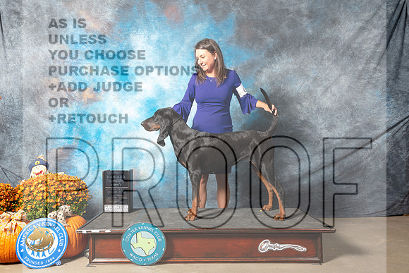 Black and Tan Coonhound #6 Sat OHG1 Judge Shelley Hennessey_MJ_5943_Belton_2022_HR3