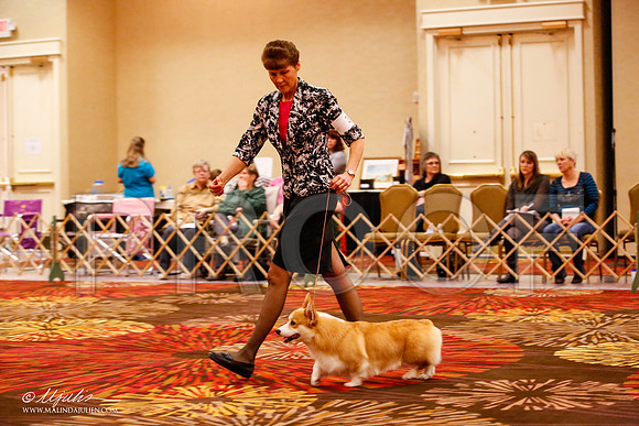 _JJ_8506-HstnCorgiFeb2015-HR3