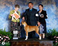 Boxer #14 Fri RODRGUEZ Best Puppy Judge Mrs Paul m (Beth) Lachnitt