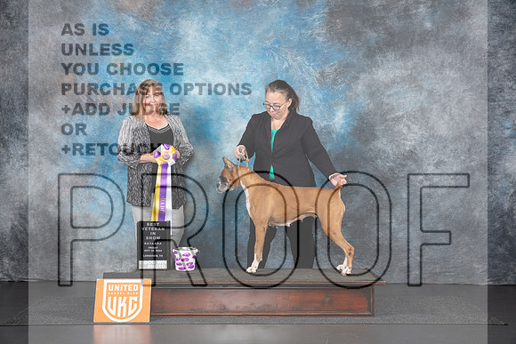 Boxer #152 Fri VBIS Judge Tracey Kallas__JP_1142_UKCLNGVIEWOCT2024_2024_HR3