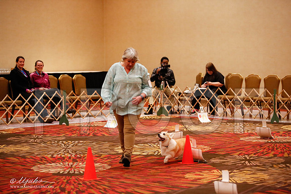 _JJ_7441-HstnCorgiFeb2015-HR3