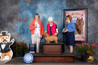 Norwich Terrier #40 Sat SB Judge Cathy Thompson-Morgan