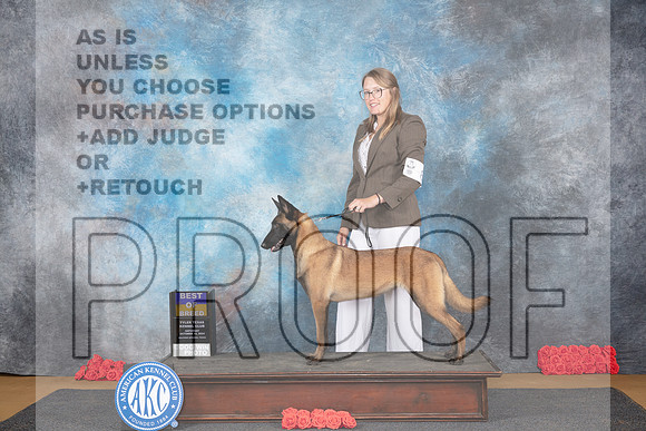 Belgion Malinois #8 Sat BOB Judge Pat Trotter__JP_0153_Sulphur Springs_2024_HR3