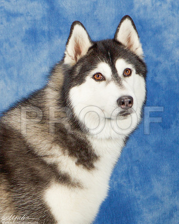 _ST_4118-AddisonHuskyMar2015-HR3