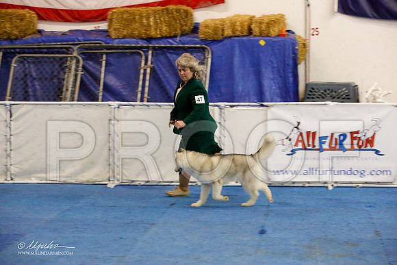_M3_8145-AddisonHuskyMar2015-HR3