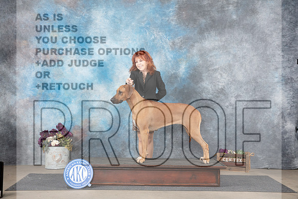 Rhodesian Ridgeback Sat Pam Whitley No Judge__JP_7067_Belton_2024_HR3