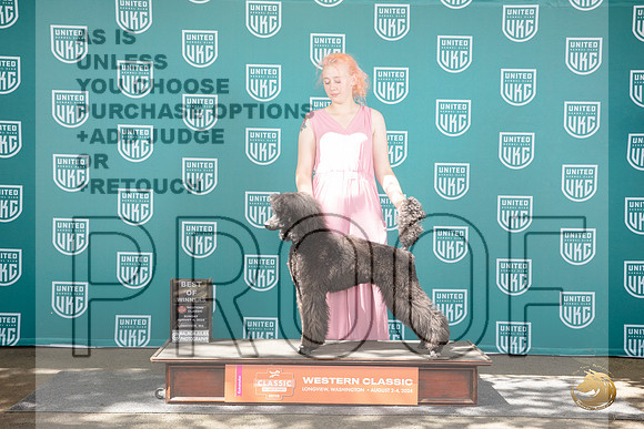 Poodle Standard #316 Sun BOW Judge Kevinn Carroll__JP_1931_Longview WA_2024_HR3
