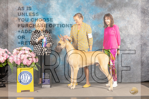 Great Dane #7 THUR WD BOW NCH Judge Karen McFarlane-_MJ_3619e_Hstn2022-HR3